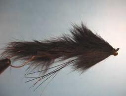 leech.jpg