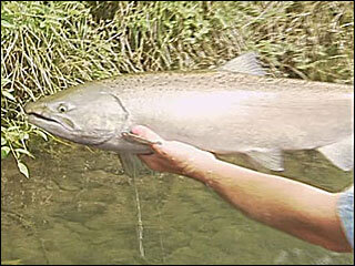 090626fish320.jpg