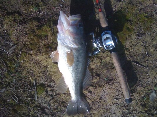 kevins fish 002.jpg