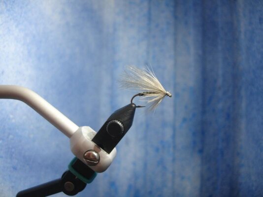 flies 014.jpg