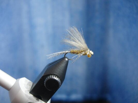 flies 024.jpg