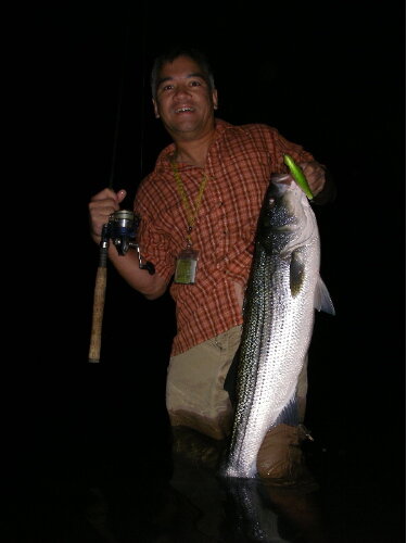 Stripers on the surf