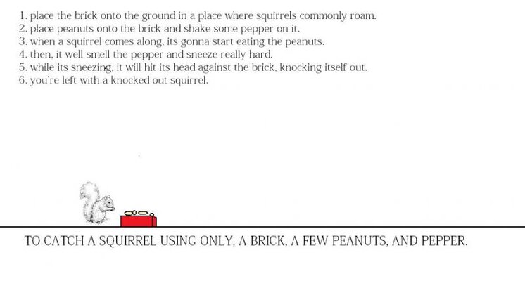 to capture a squirrel.jpg
