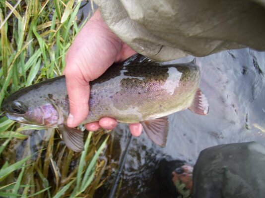 Fallltrout.jpg