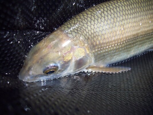 Whitefish2.JPG