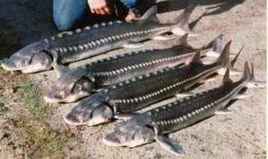4sturgeon.jpg