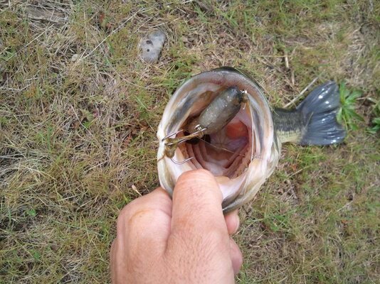swimbait bass 1.jpg