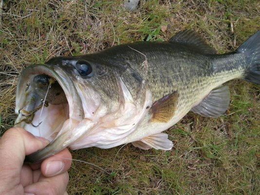 swimbait bass.jpg