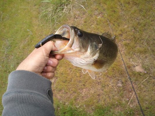 swimbait bass 2.jpg