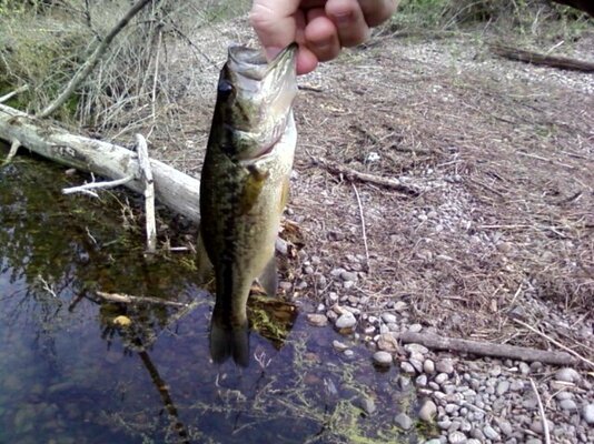 Bass '11.jpg