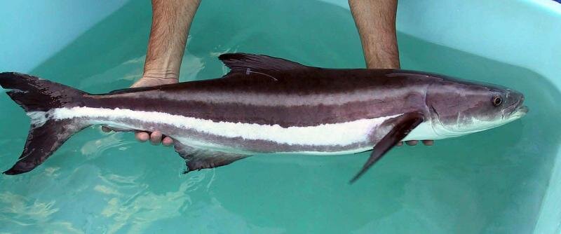Cobia.jpg Cobia.jpg