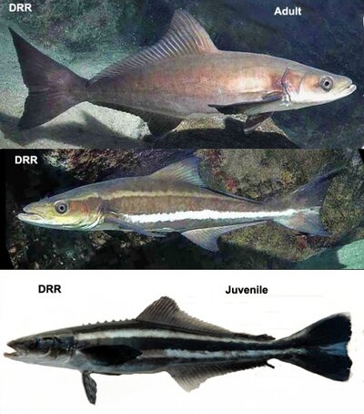 Cobia2.jpeg Cobia2.jpeg