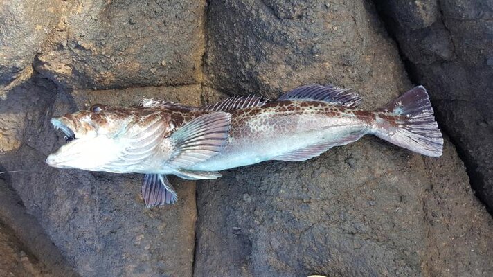 Depoe Bay Fishing Report