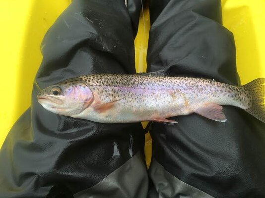 timothy lake bow 3.jpg timothy lake bow 3.jpg