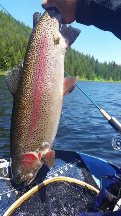 Trillium lake big rainbow trout
