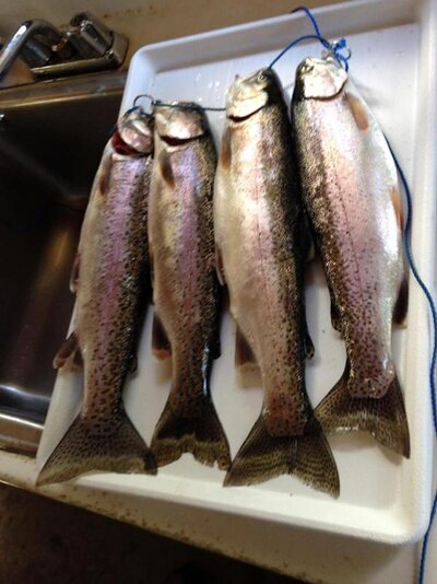 Lava Lake Trout June 2016.jpg Lava Lake Trout June 2016.jpg