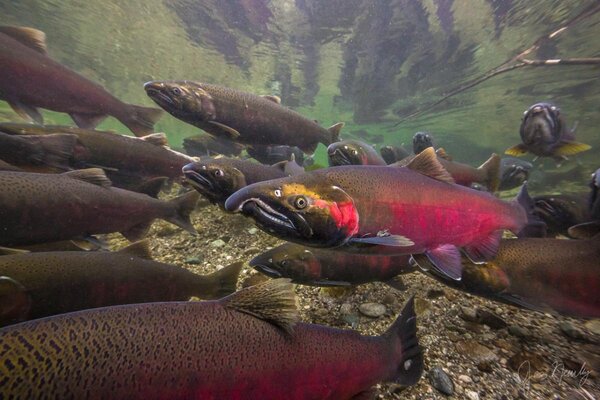 Coho_homepage_v2.jpg