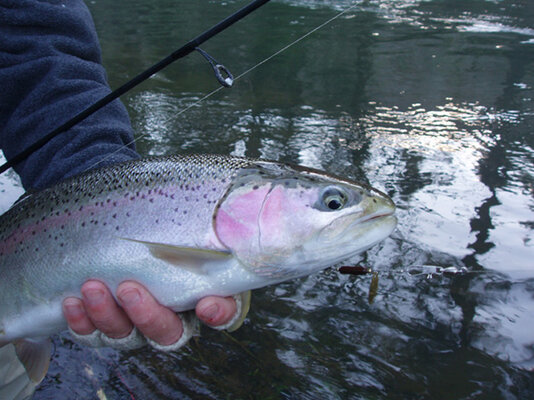 Steelhead near Eugene