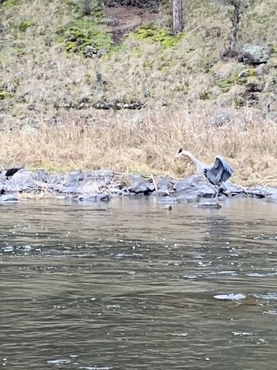 Crooked River Fishing Reports