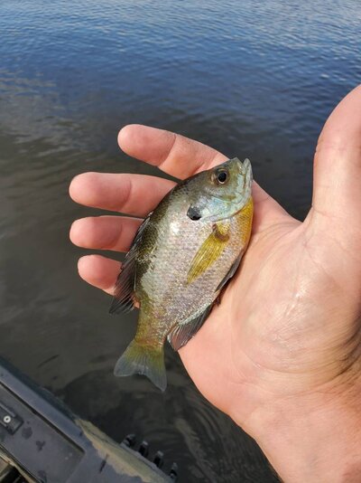 Bond Butte Pond Fishing Reports