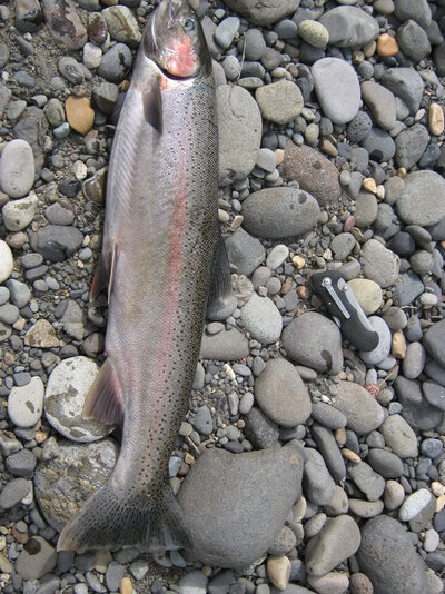 Clackamas River Fishing Clackamas River Fishing