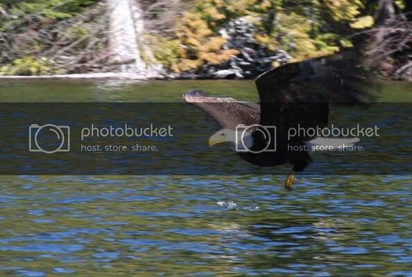 lostlakeeagle6.jpg lostlakeeagle6.jpg