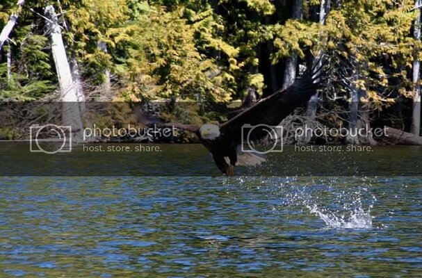 lostlakeeagle3.jpg lostlakeeagle3.jpg