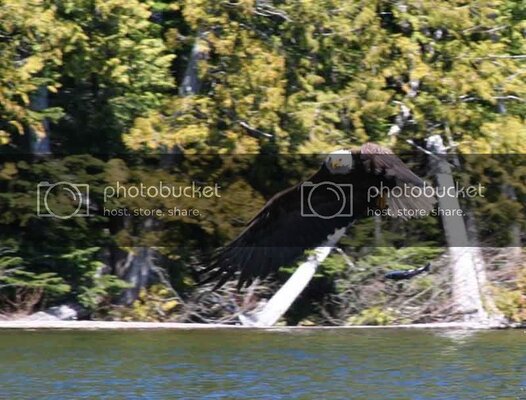 lostlakeeagle4.jpg lostlakeeagle4.jpg