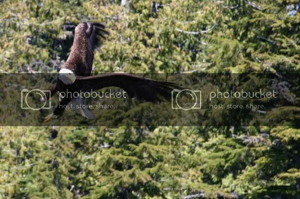lostlakeeagle5.jpg lostlakeeagle5.jpg