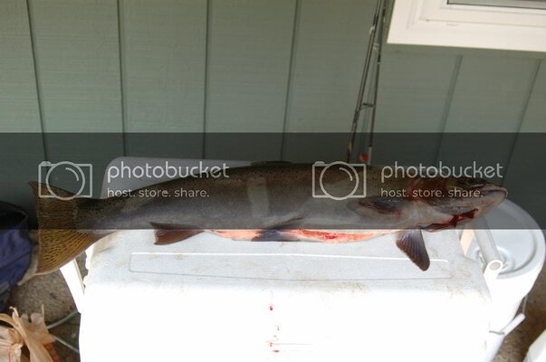 Steelheadnumber1hellya016.jpg Steelheadnumber1hellya016.jpg