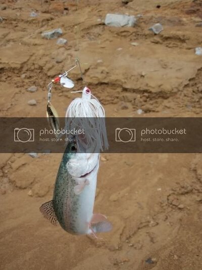 2spinnerbait.jpg 2spinnerbait.jpg