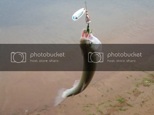 4trout.jpg 4trout.jpg
