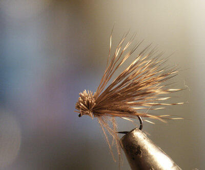 cdcdeer-caddis-dk17-400.jpg