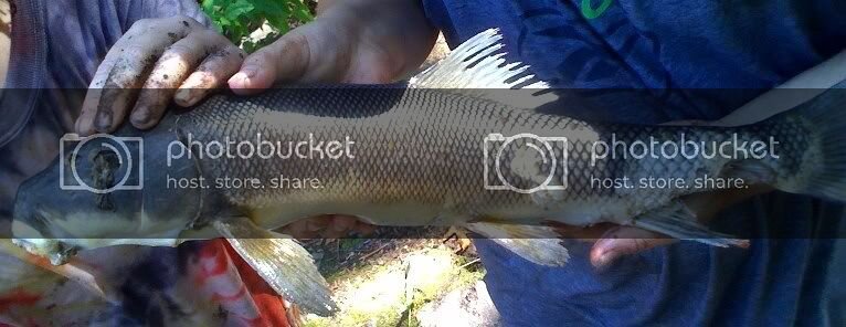Carp.jpg