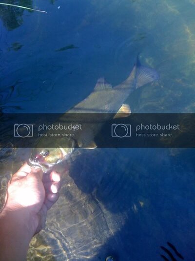 IMG_0954.jpg IMG_0954.jpg
