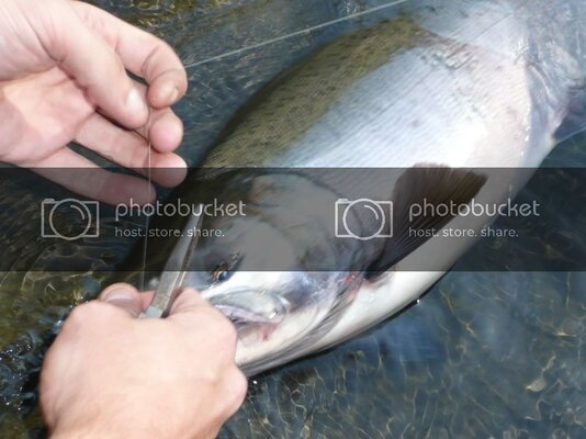 Picture276.jpg Picture276.jpg