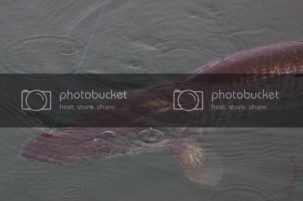 muskie8.jpg muskie8.jpg