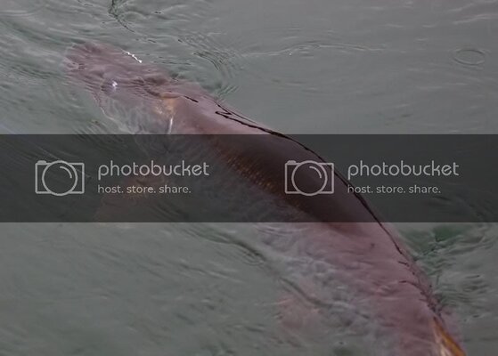 muskie9.jpg muskie9.jpg
