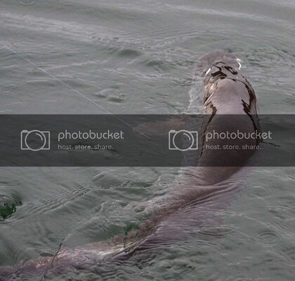 muskie4.jpg muskie4.jpg