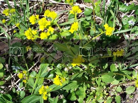 yellowflwrs142210.jpg yellowflwrs142210.jpg