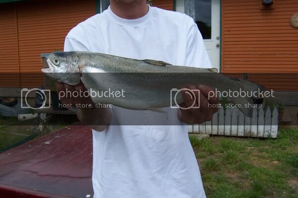 siltoos19incher002.jpg siltoos19incher002.jpg