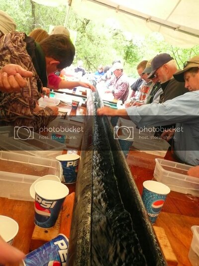 fishclipping095.jpg