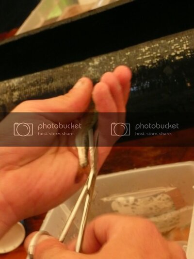 fishclipping091.jpg