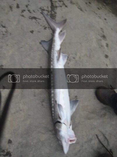 AJs21erandSturgenFishing6-17thru-23.jpg AJs21erandSturgenFishing6-17thru-23.jpg
