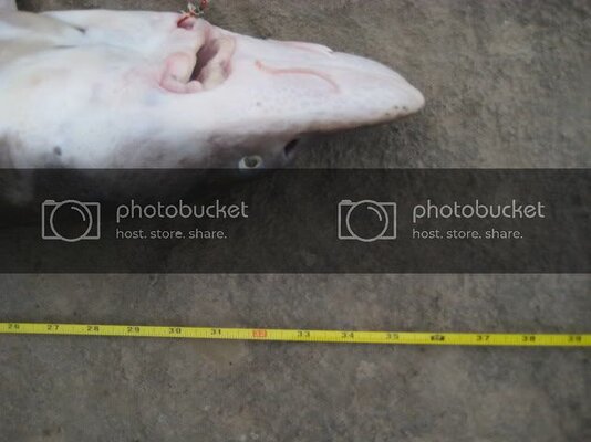 AJs21erandSturgenFishing6-17thru-27.jpg AJs21erandSturgenFishing6-17thru-27.jpg