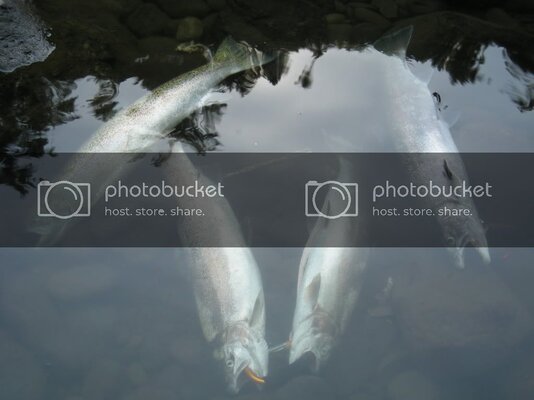 8-20-2010Steelhead018.jpg 8-20-2010Steelhead018.jpg