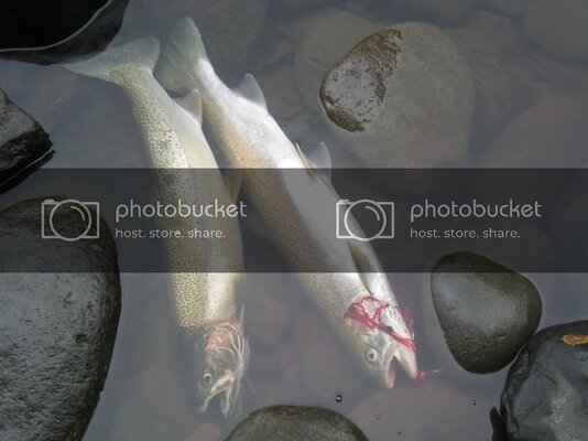 9-7-2010Fishingpics017.jpg 9-7-2010Fishingpics017.jpg