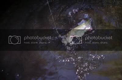 TrtFght191410.jpg TrtFght191410.jpg