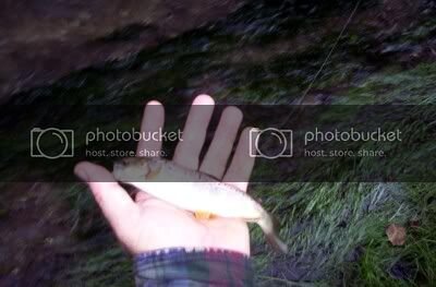 SmlTrt192010.jpg SmlTrt192010.jpg