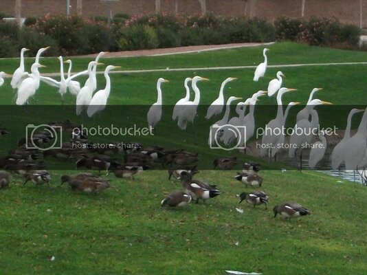 EgretsandDucks.jpg